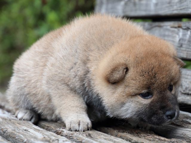 IMG_7700-shiba-puppy