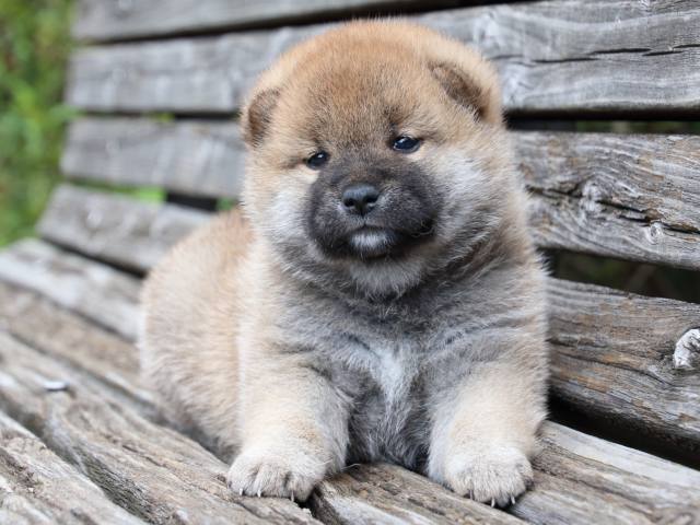 IMG_7714-shiba-puppy