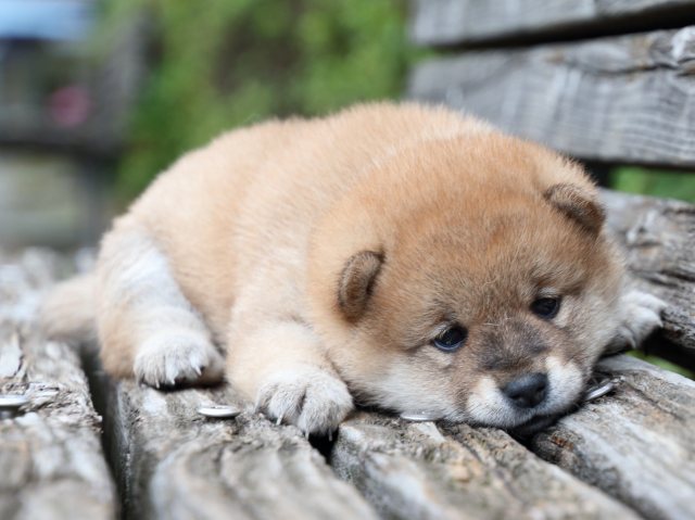 IMG_7731-shiba-puppy