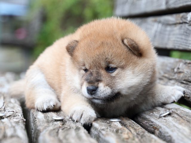 IMG_7734-shiba-puppy