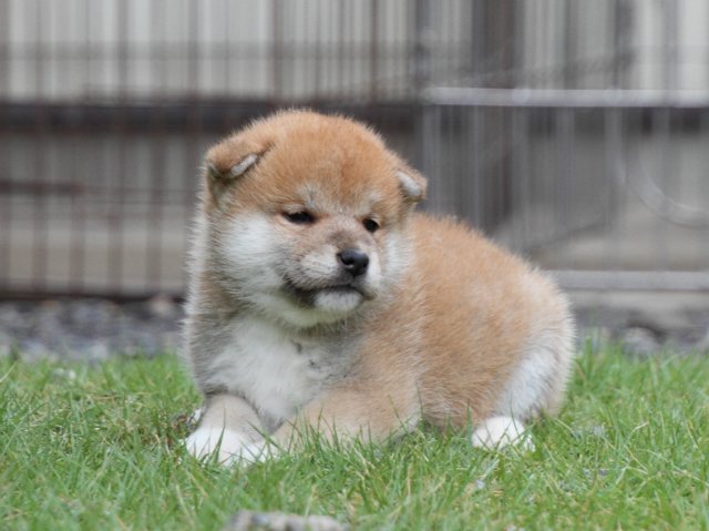 IMG_8223-shiba-puppy