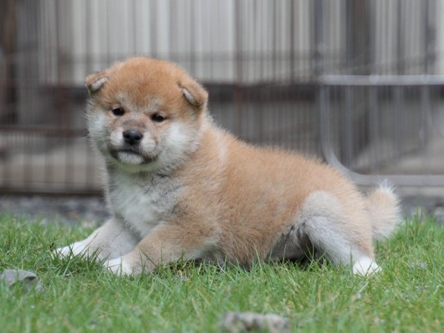 IMG_8228-shiba-puppy