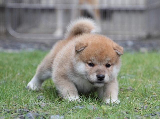 IMG_8238-shiba-puppy