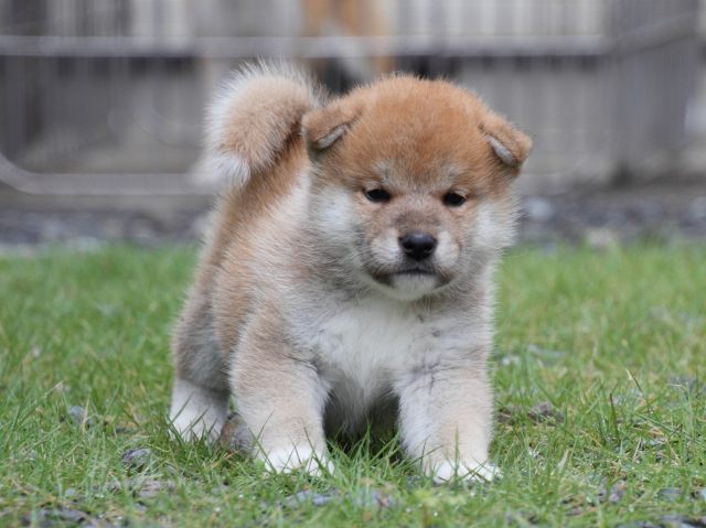 IMG_8252-shiba-puppy