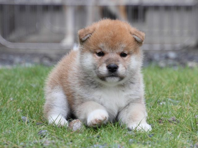 IMG_8258-shiba-puppy