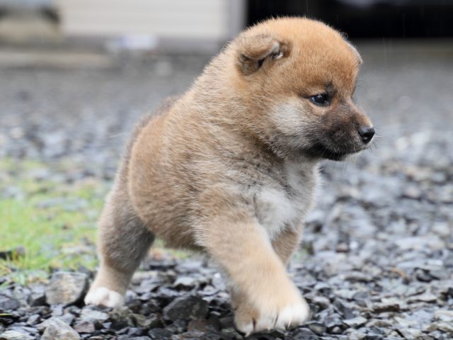 IMG_8490-shiba-puppy