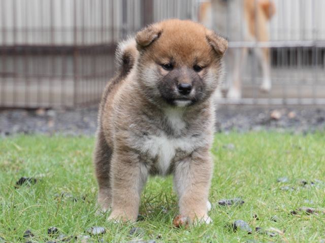 IMG_8500-shiba-puppy