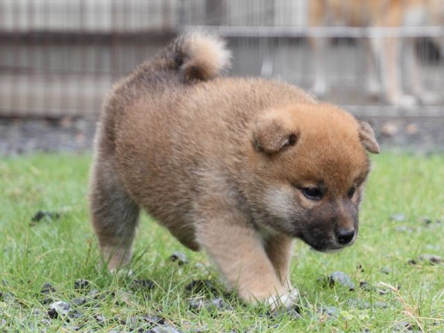 IMG_8508-shiba-puppy