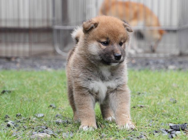 IMG_8514-shiba-puppy