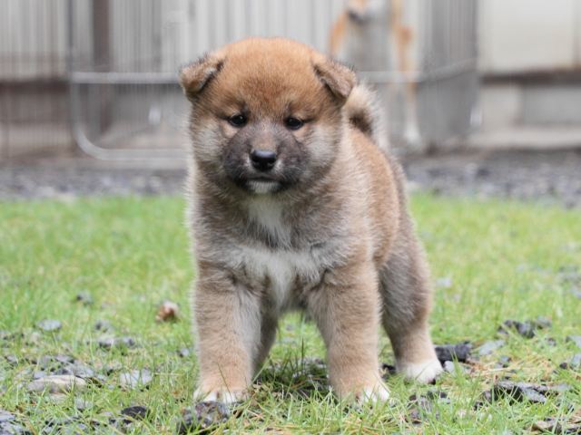 IMG_8528-shiba-puppy