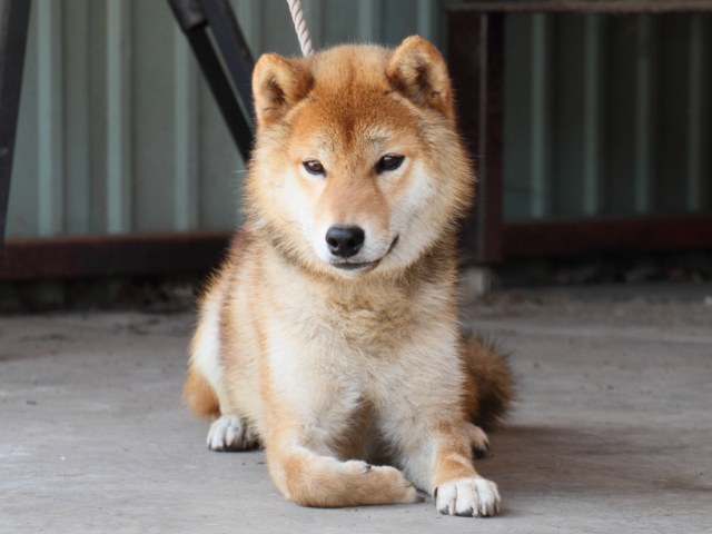 IMG_8963-shiba-puppy