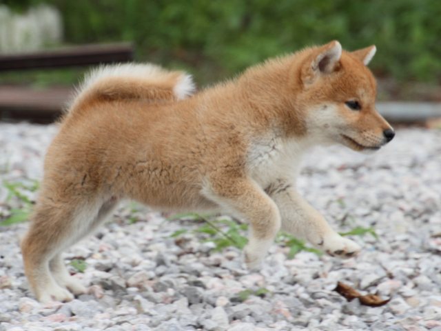 IMG_9756-shiba-puppy