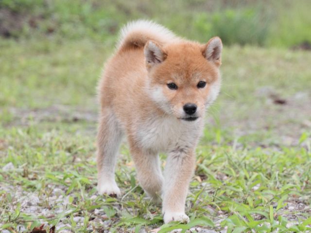 IMG_9833-shiba-puppy