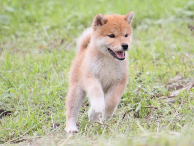 IMG_9869-shiba-puppy