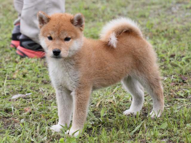 IMG_9882-shiba-puppy