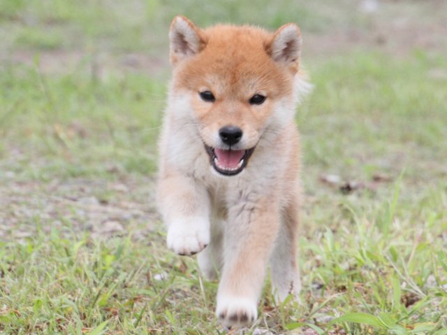 IMG_9895-shiba-puppy