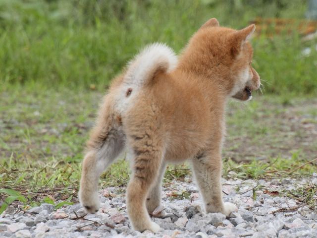 IMG_9974-shiba-puppy