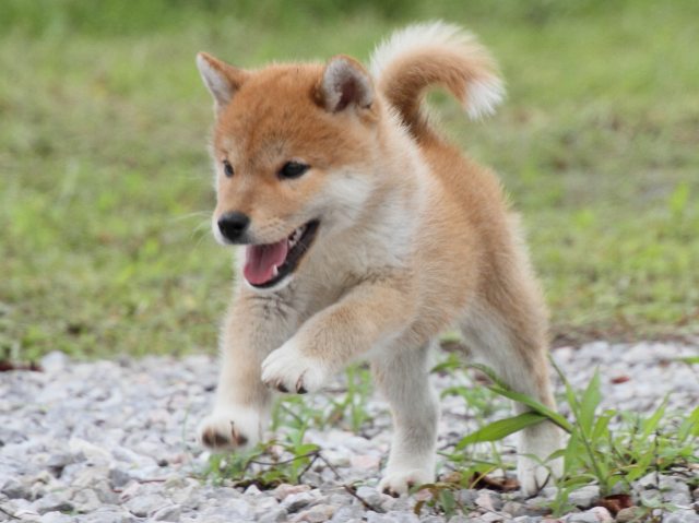 IMG_9979-shiba-puppy