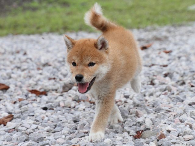 IMG_9984-shiba-puppy