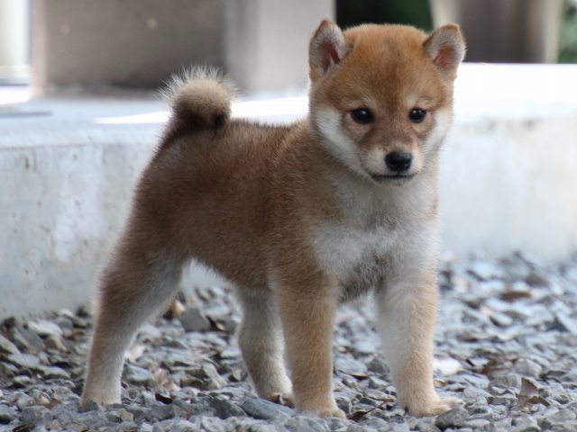 IMG_0039-shiba-puppy