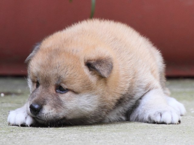 IMG_0067-shiba-puppy