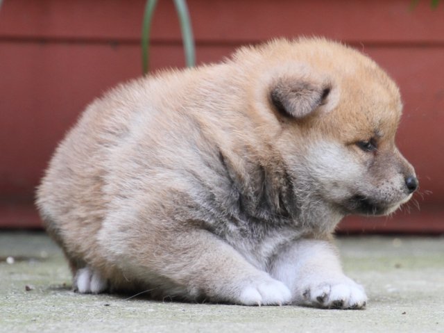 IMG_0073-shiba-puppy