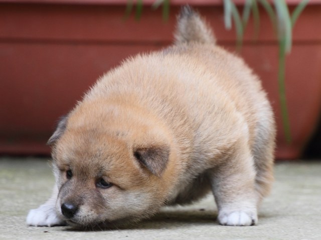 IMG_0092-shiba-puppy