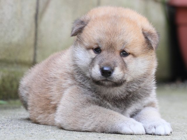 IMG_0109-shiba-puppy