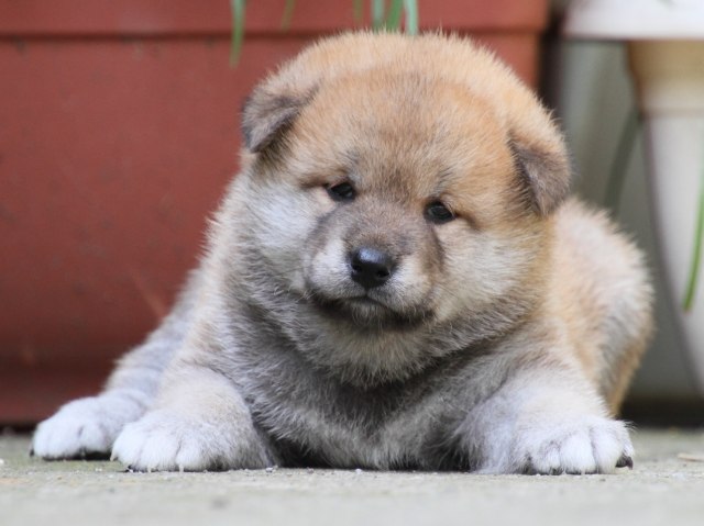 IMG_0124-shiba-puppy