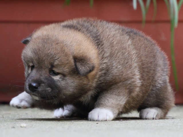 IMG_0143-shiba-puppy