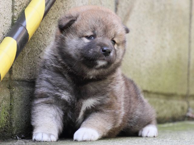 IMG_0151-shiba-puppy