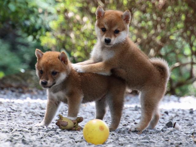 IMG_0172-shiba-puppy