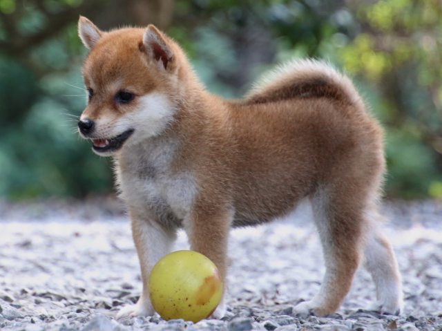 IMG_0183-shiba-puppy