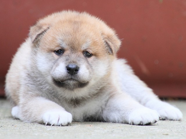 IMG_0184-shiba-puppy