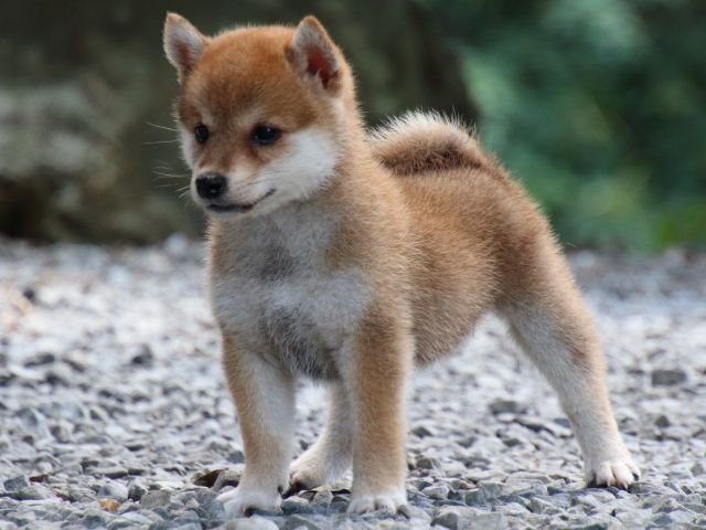 IMG_0202-shiba-puppy