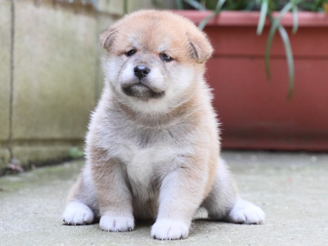 IMG_0228-shiba-puppy