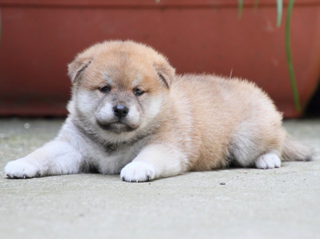 IMG_0247-shiba-puppy