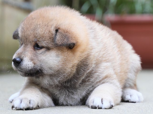 IMG_0267-shiba-puppy