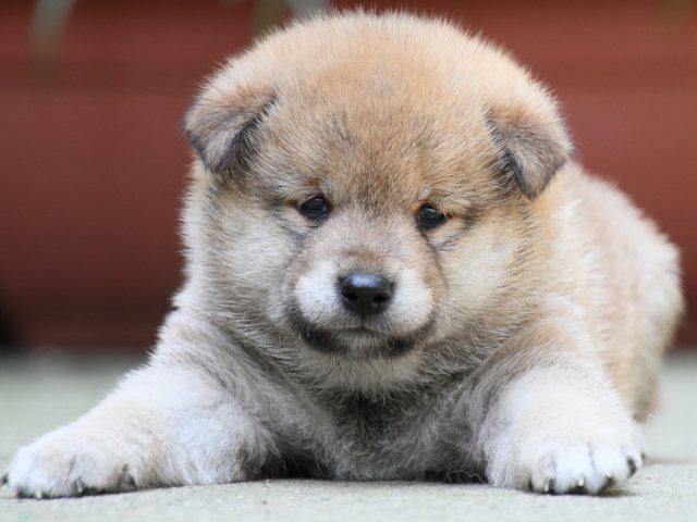 IMG_0279-shiba-puppy