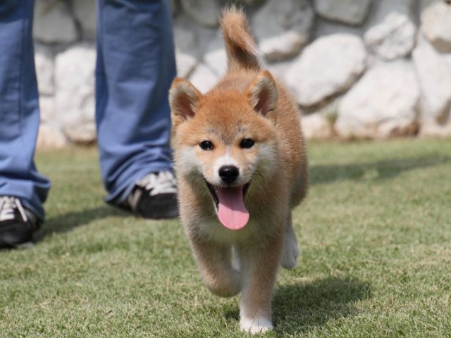 IMG_0471-shiba-puppy