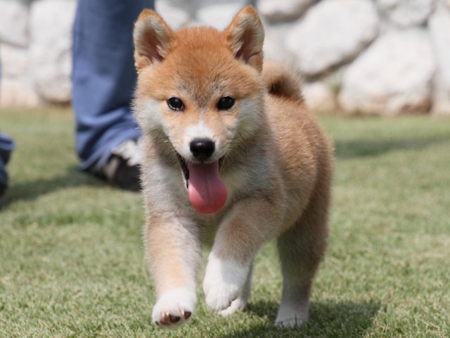 IMG_0472-shiba-puppy