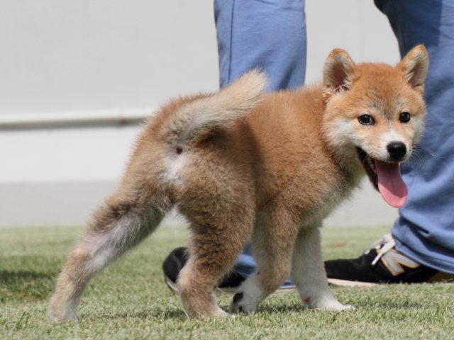 IMG_0540-shiba-puppy