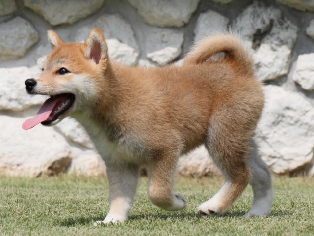 IMG_0546-shiba-puppy