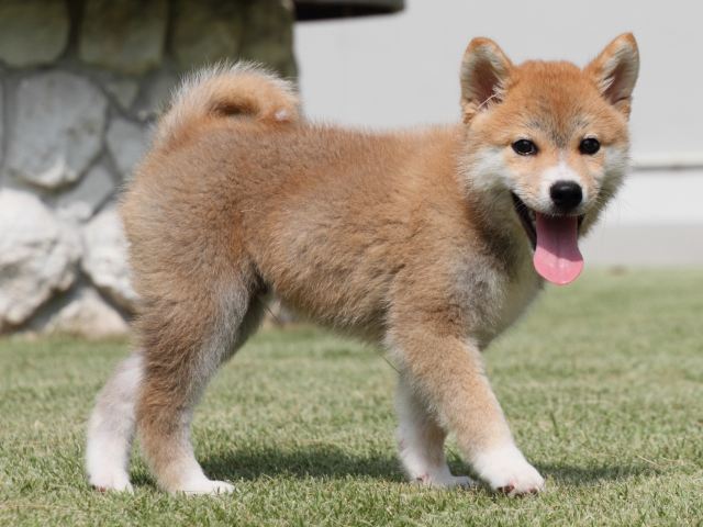 IMG_0549-shiba-puppy