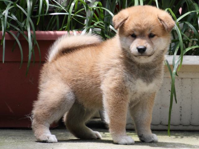 IMG_0640-shiba-puppy