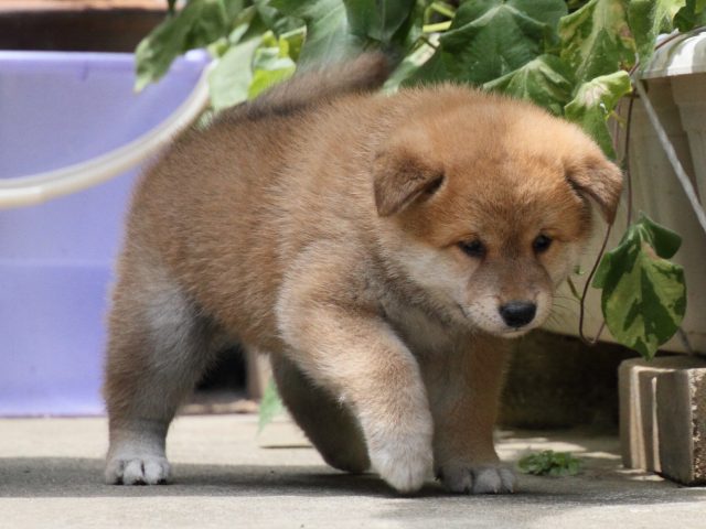 IMG_0697-shiba-puppy