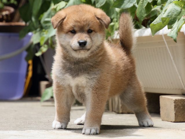 IMG_0707-shiba-puppy