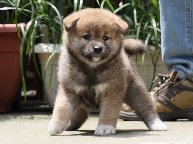 IMG_0726-shiba-puppy