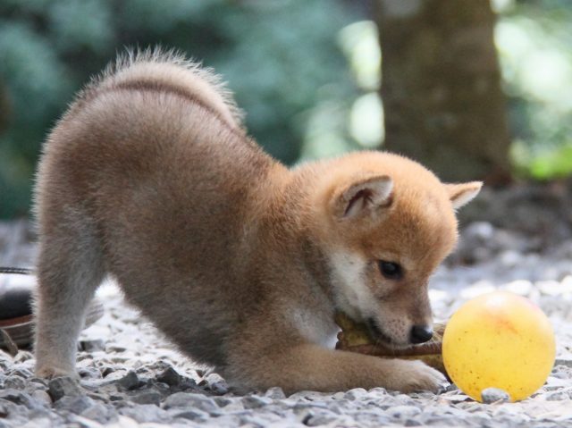 IMG_0807-shiba-puppy