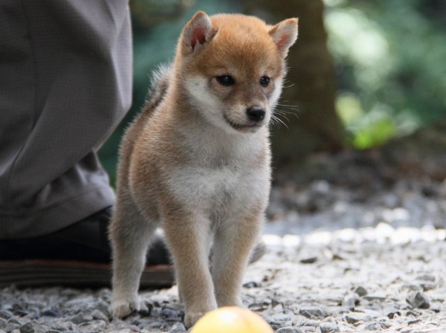 IMG_0836-shiba-puppy